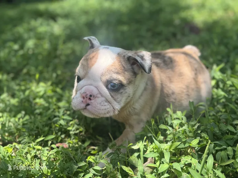 Pheonix – English Bulldog puppy for sale in Richmond, VA