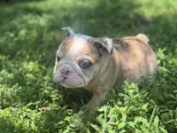 Pheonix, a male English Bulldog for sale in Richmond, VA – 1 of 5