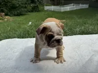 Niko, a male English Bulldog for sale in Richmond, VA – 3 of 4