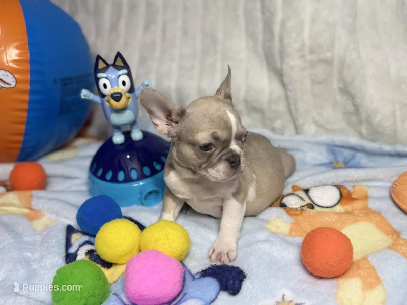Sunshine  – French Bulldog puppy for sale in Richmond, VA