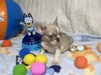 Sunshine , a female French Bulldog for sale in Richmond, VA – 1 of 4