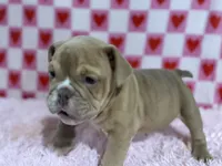 Olive, a female English Bulldog for sale in Richmond, VA – Photo 2 of 4