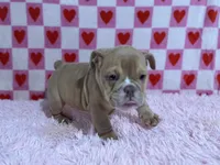 Olive, a female English Bulldog for sale in Richmond, VA – Photo 4 of 4