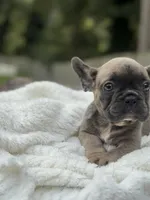 Bear , a male French Bulldog for sale in Richmond, VA – 3 of 4