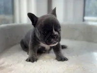Diego , a male French Bulldog for sale in Richmond, VA – 3 of 4