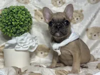 Jade , a female French Bulldog for sale in Richmond, VA – 1 of 4