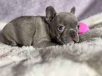 Athena, a female French Bulldog for sale in Richmond, VA – 5 of 6