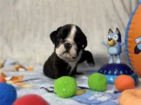 Oreo , a male English Bulldog for sale in Richmond, VA – 5 of 6