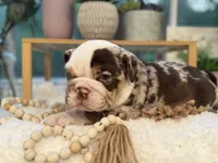 Willow , a female English Bulldog for sale in Richmond, VA – 3 of 4
