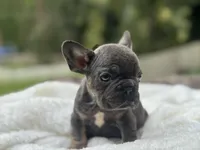 Bluey, a male French Bulldog for sale in Richmond, VA – 2 of 5