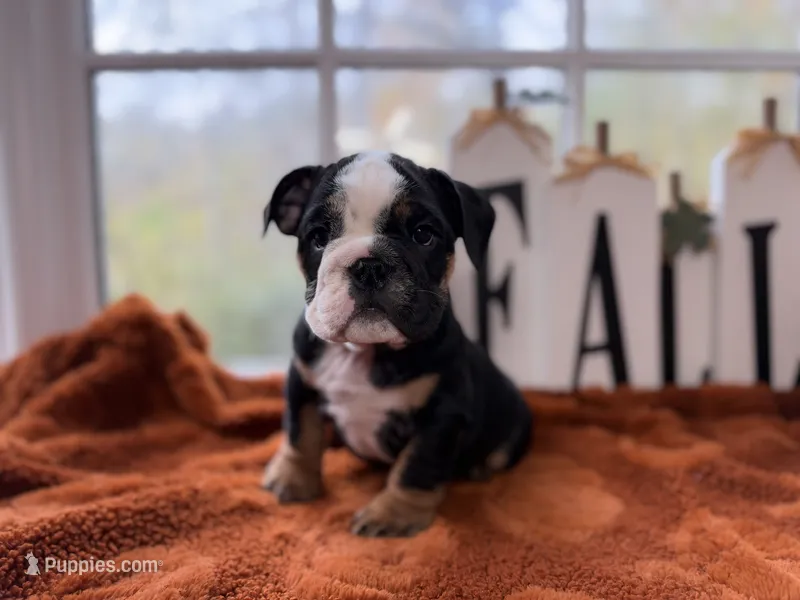 Don, a male English Bulldog for sale in Richmond, VA – 1 of 3