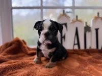 Don, a male English Bulldog for sale in Richmond, VA – 1 of 3