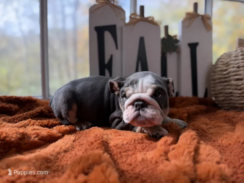 Cece, a female English Bulldog for sale in Richmond, VA – 1 of 3