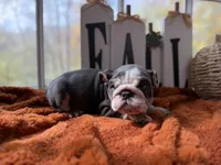 Cece, a female English Bulldog for sale in Richmond, VA – 1 of 3