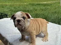 Dumbo, a male English Bulldog for sale in Richmond, VA – 4 of 4
