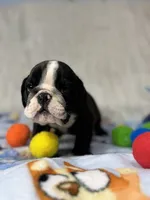 Oreo , a male English Bulldog for sale in Richmond, VA – 3 of 6