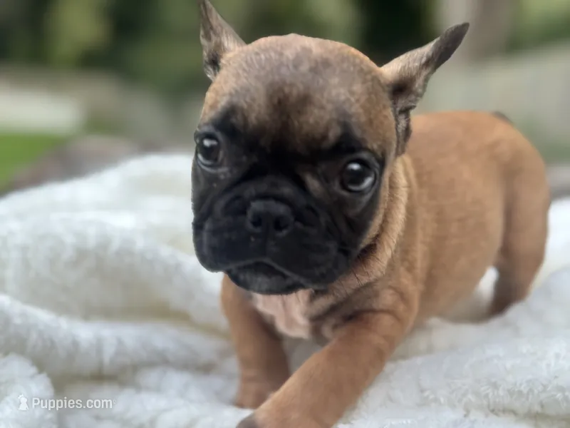Gerogia – French Bulldog puppy for sale in Richmond, VA
