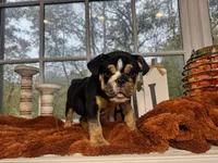 Greogry , a male English Bulldog for sale in Richmond, VA – 2 of 4