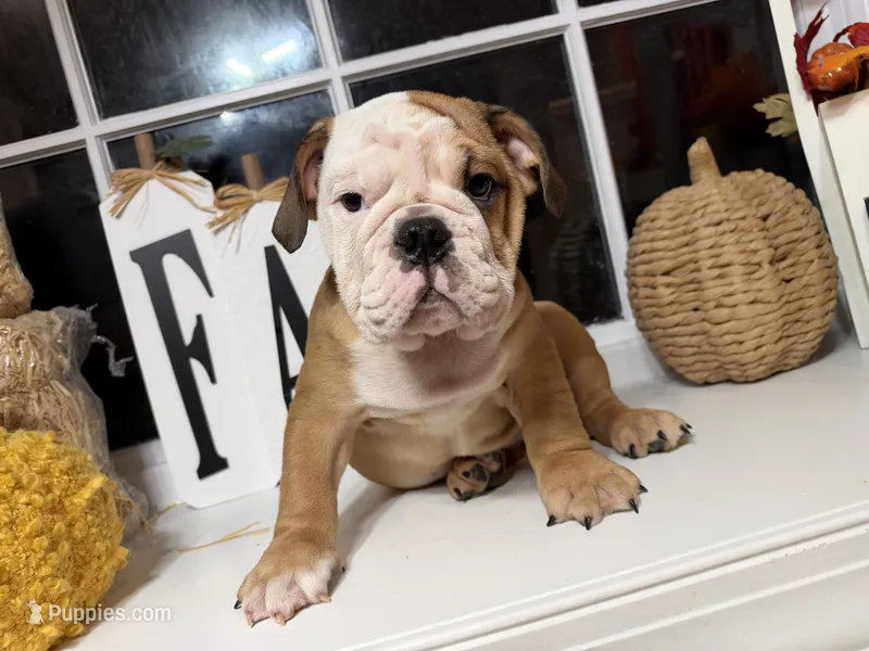 Po – English Bulldog puppy for sale in Richmond, VA