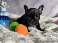 Apple , a female French Bulldog for sale in Richmond, VA – 2 of 3