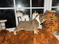 Rusty, a male English Bulldog for sale in Richmond, VA – 4 of 4