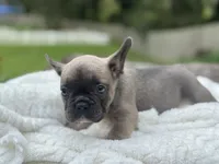 Bear , a male French Bulldog for sale in Richmond, VA – 4 of 4