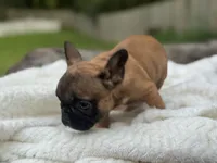 Gerogia, a female French Bulldog for sale in Richmond, VA – 3 of 4