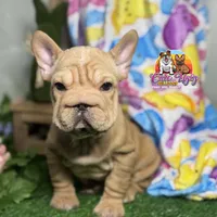 Leo, a female French Bulldog for sale in Richmond, VA – Photo 3 of 3