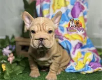Leo, a female French Bulldog for sale in Richmond, VA – Photo 3 of 3