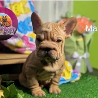 Leo, a female French Bulldog for sale in Richmond, VA – Photo 2 of 3
