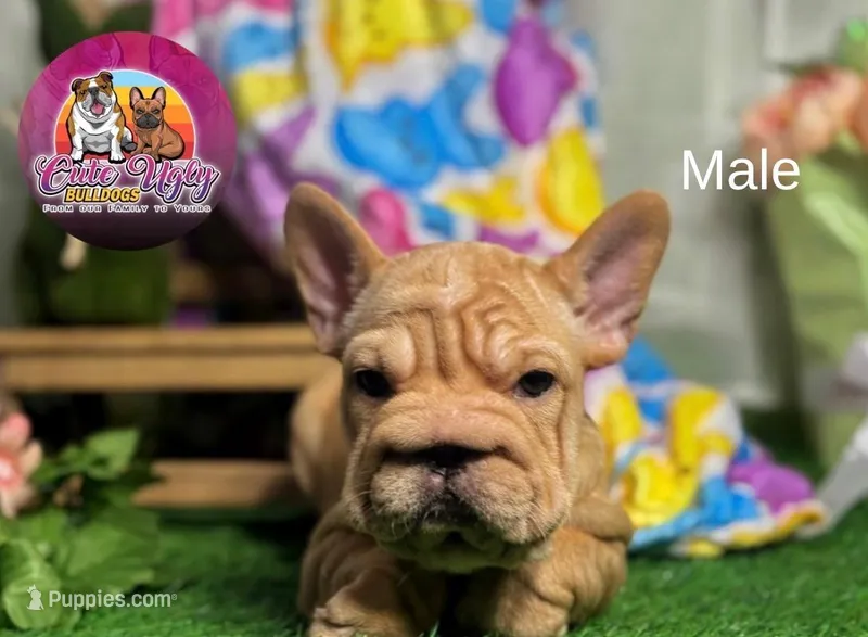 Leo, a female French Bulldog for sale in Richmond, VA – Photo 1 of 3