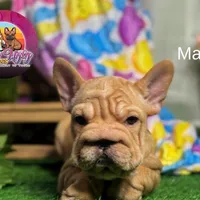 Leo, a female French Bulldog for sale in Richmond, VA – Photo 1 of 3
