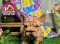 Leo, a female French Bulldog for sale in Richmond, VA – Photo 1 of 3