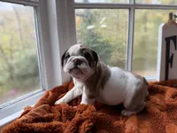 Penelope , a female English Bulldog for sale in Richmond, VA – 3 of 3