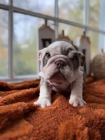 Pascal, a male English Bulldog for sale in Richmond, VA – 2 of 4