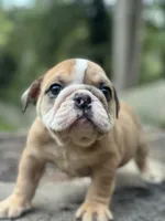 Chuck, a male English Bulldog for sale in Richmond, VA – 4 of 5