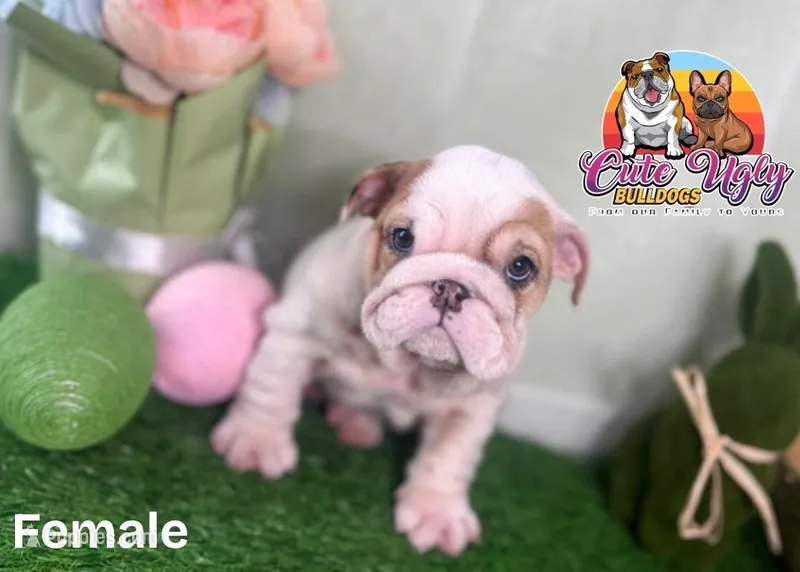 Winter – English Bulldog puppy for sale in Richmond, VA