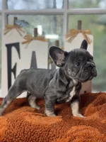 Oakley, a male French Bulldog for sale in Richmond, VA – 3 of 3