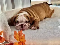 Queen Elizabeth , a female English Bulldog for sale in Richmond, VA – 3 of 3