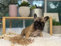 Penny , a female French Bulldog for sale in Richmond, VA – 1 of 3