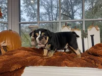 Greogry , a male English Bulldog for sale in Richmond, VA – 3 of 4