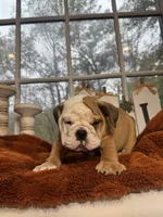 Po, a male English Bulldog for sale in Richmond, VA – 2 of 4