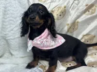 Lainey, a  Miniature Dachshund for sale in Richmond, VA – 2 of 5