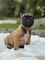 Eve, a female French Bulldog for sale in Richmond, VA – 2 of 3