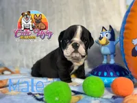 Oreo , a male English Bulldog for sale in Richmond, VA – 6 of 6