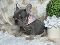 Holly , a female French Bulldog for sale in Richmond, VA – 4 of 4