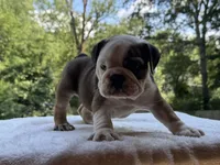 Froggy, a male English Bulldog for sale in Richmond, VA – 4 of 4