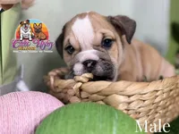 Tobey, a male English Bulldog for sale in Richmond, VA – Photo 1 of 3