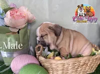 Tobey, a male English Bulldog for sale in Richmond, VA – Photo 3 of 3