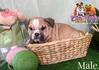 Tobey, a male English Bulldog for sale in Richmond, VA – Photo 2 of 3